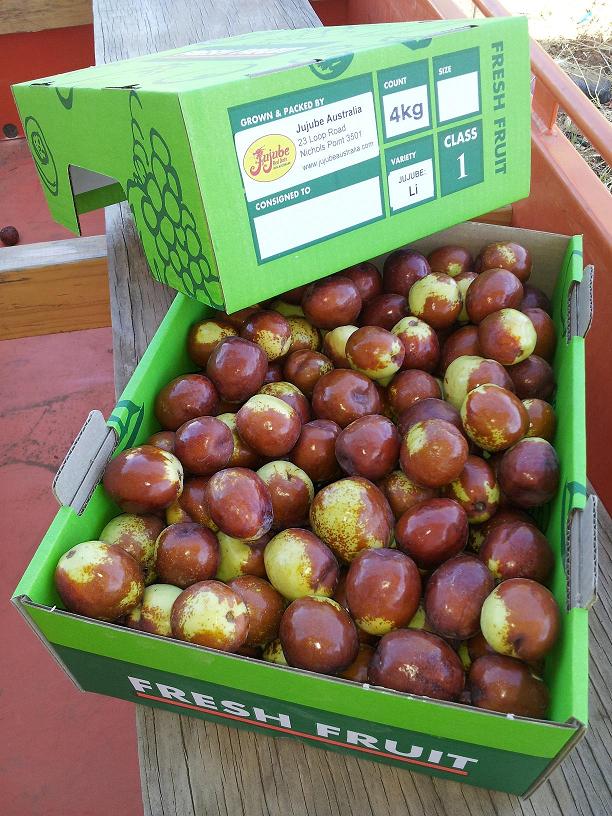 Jujube harvest almost complete...