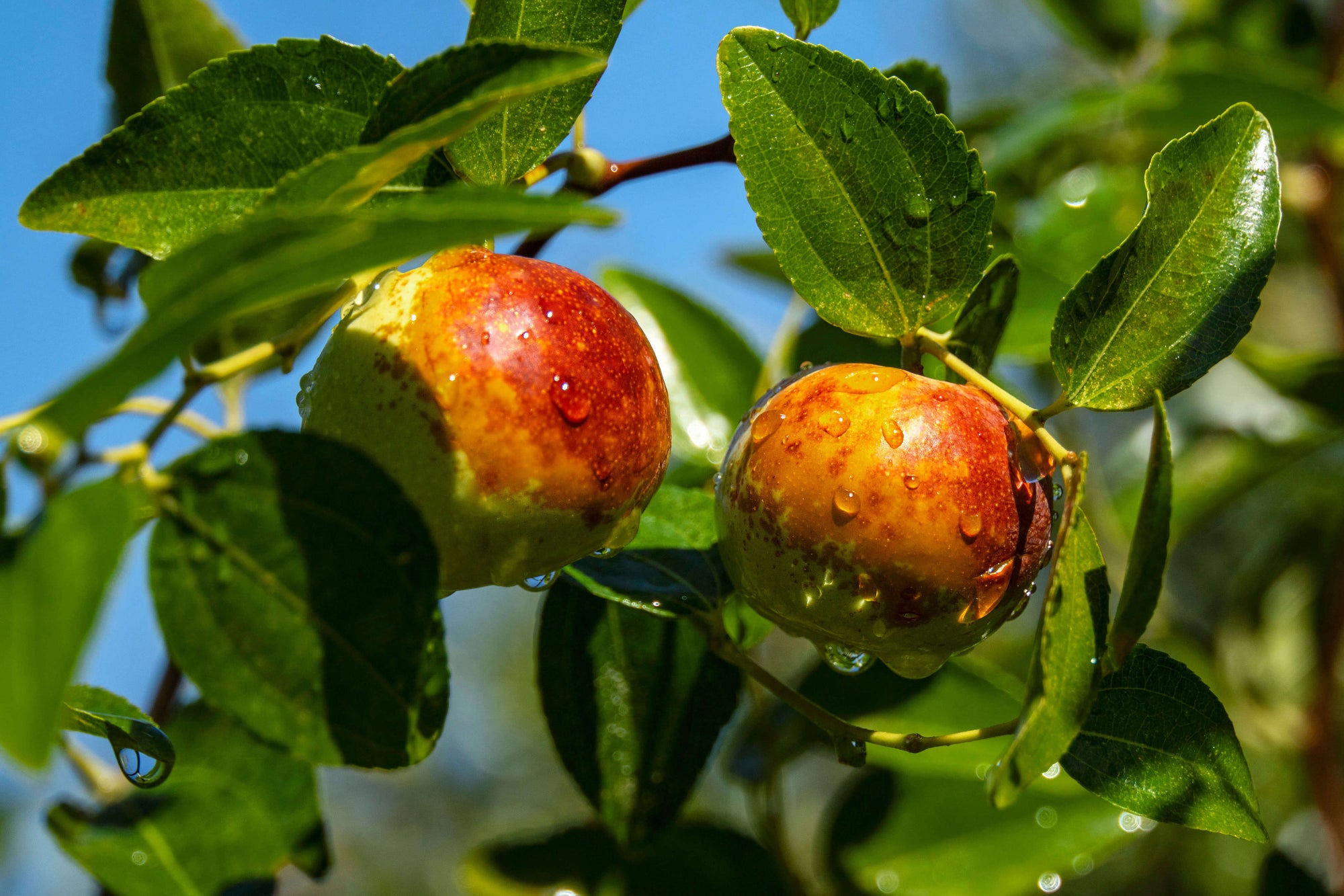 Chico jujubes are here!