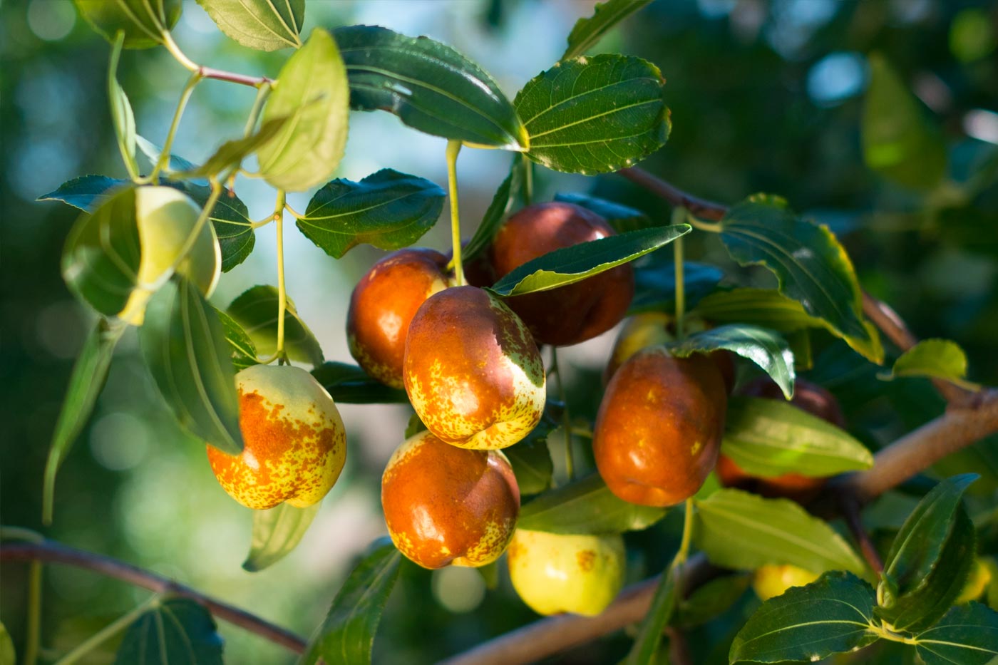 Jujube tree store